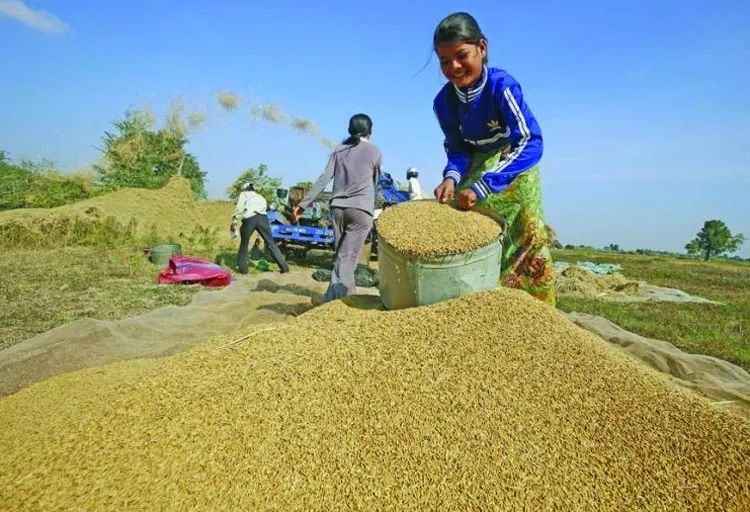 緬甸國內大米價格暴漲刷新紀錄；大米出口量喜人